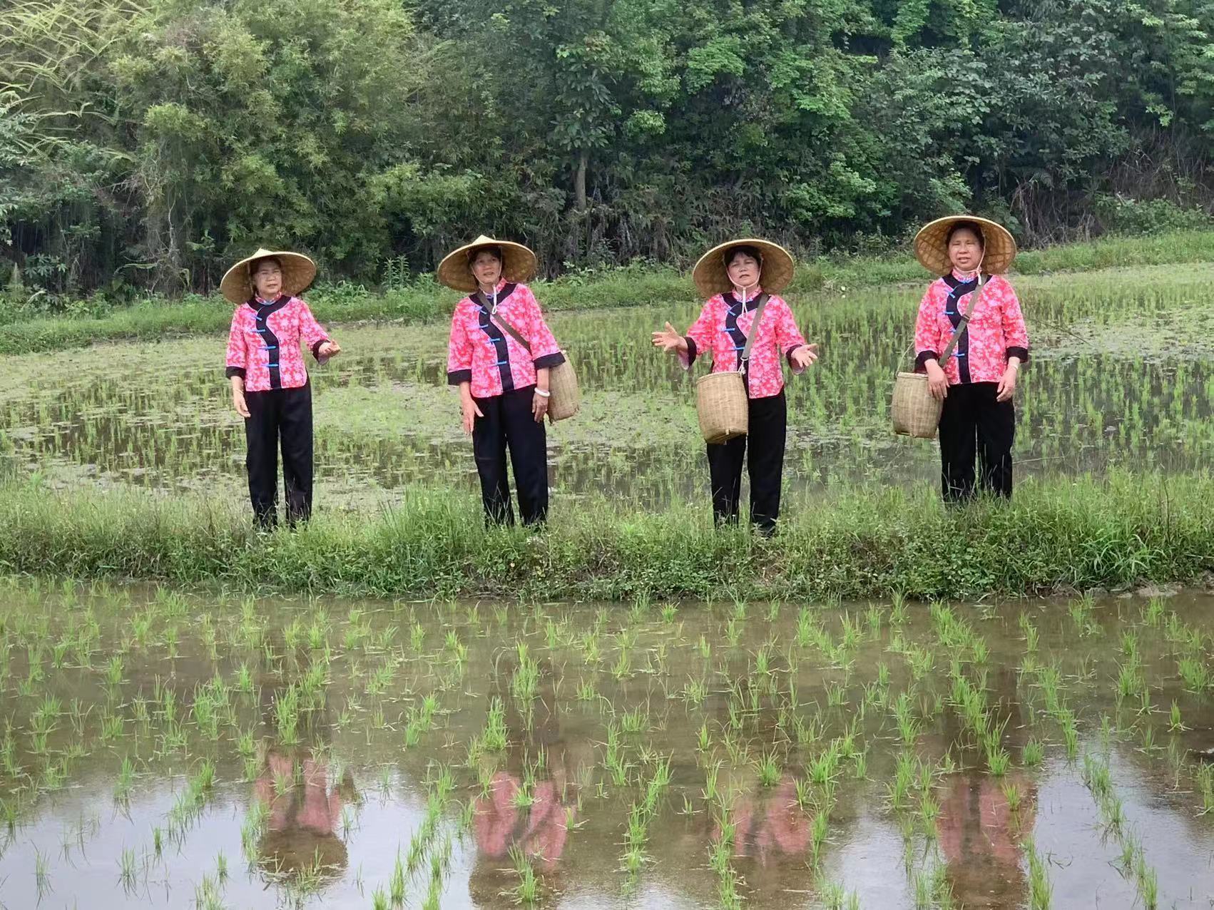 梯面客家嫂在田間地頭唱響好家風(fēng)山歌.jpg