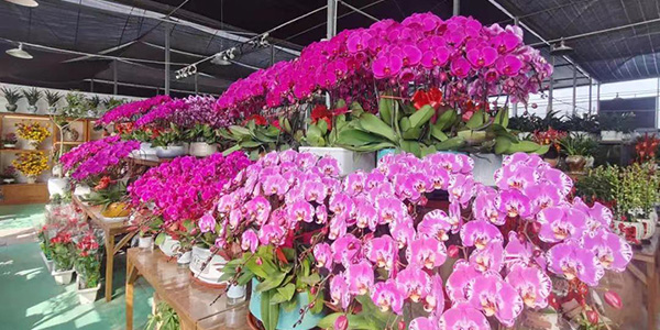 花都2025迎春花市明天啟市   活動(dòng)在花卉之都園區(qū)舉辦，為期4天