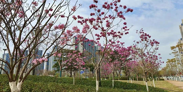 輕軌公園驚艷亮相    花都首座綠美生態(tài)共享公園開園