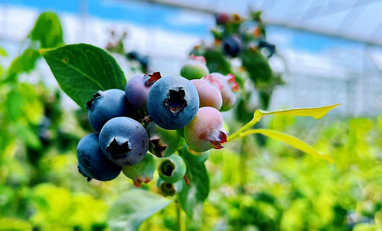 花繁果香，繪就花都鄉村數智發展新圖景